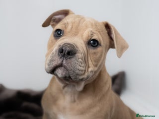 Olde English Bulldogge dogs - Advert 4