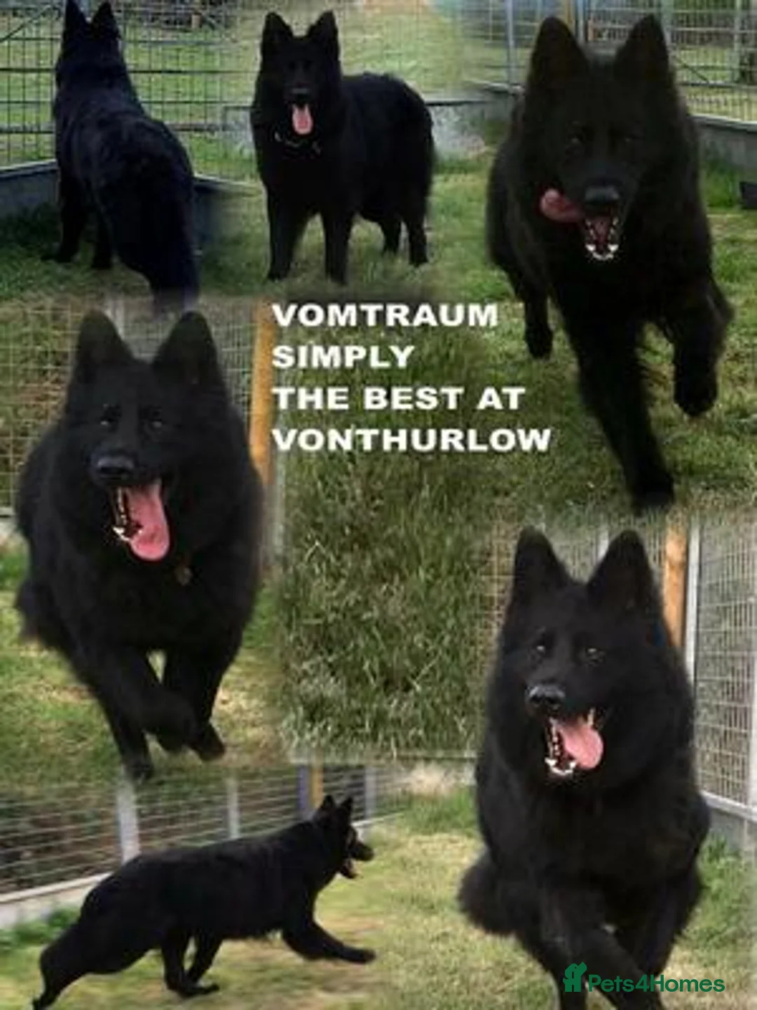 German Shepherd dogs for stud: Frankie Available Stud Fully Health Tested Clear in Wisbech - Advert 9