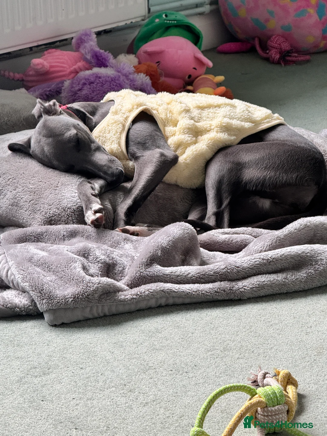 Whippet dogs for sale: Beautiful Blue 28 week old whippet sisters💞£1800  - Advert 2