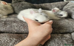 Netherland Dwarf rabbits for sale: Blue and Magpie boys - Advert 20