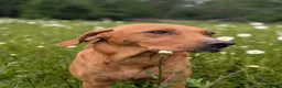 Labrador Retriever dogs for sale: Two gorgeous KC Fox Red Labrador boys left - Advert 2