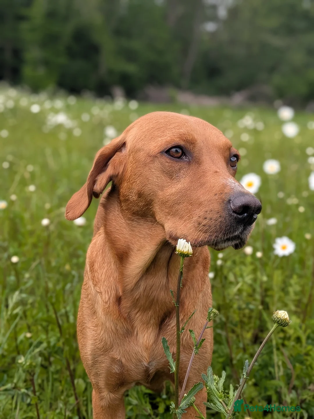 Labrador Retriever dogs for sale: Two gorgeous KC Fox Red Labrador boys left - Advert 2