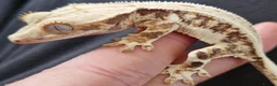 Gecko reptiles for sale: Sub adult crested geckos - Advert 1