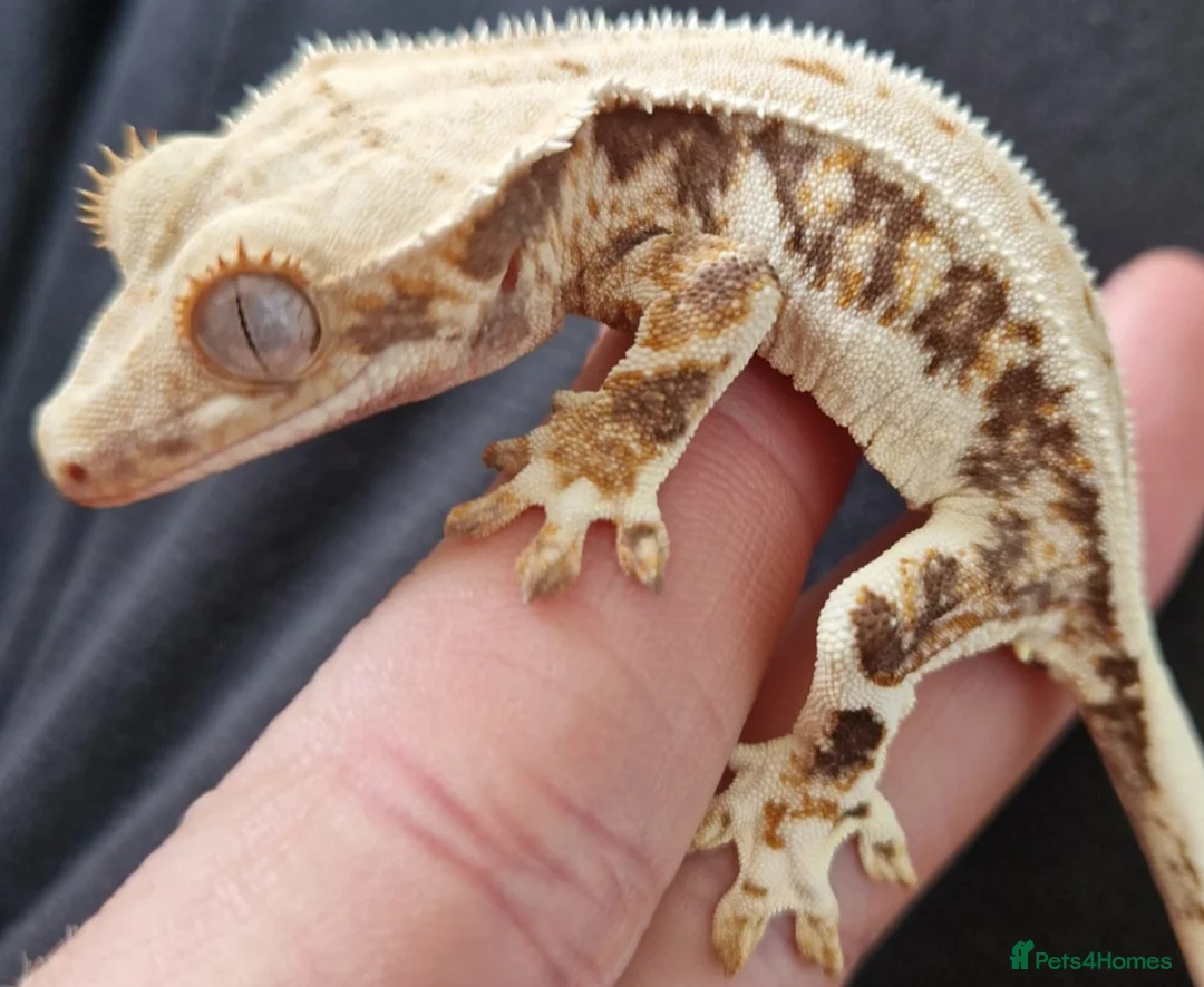 Gecko reptiles for sale: Sub adult crested geckos - Advert 1