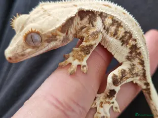 Gecko reptiles Sub adult crested geckos - Advert 11
