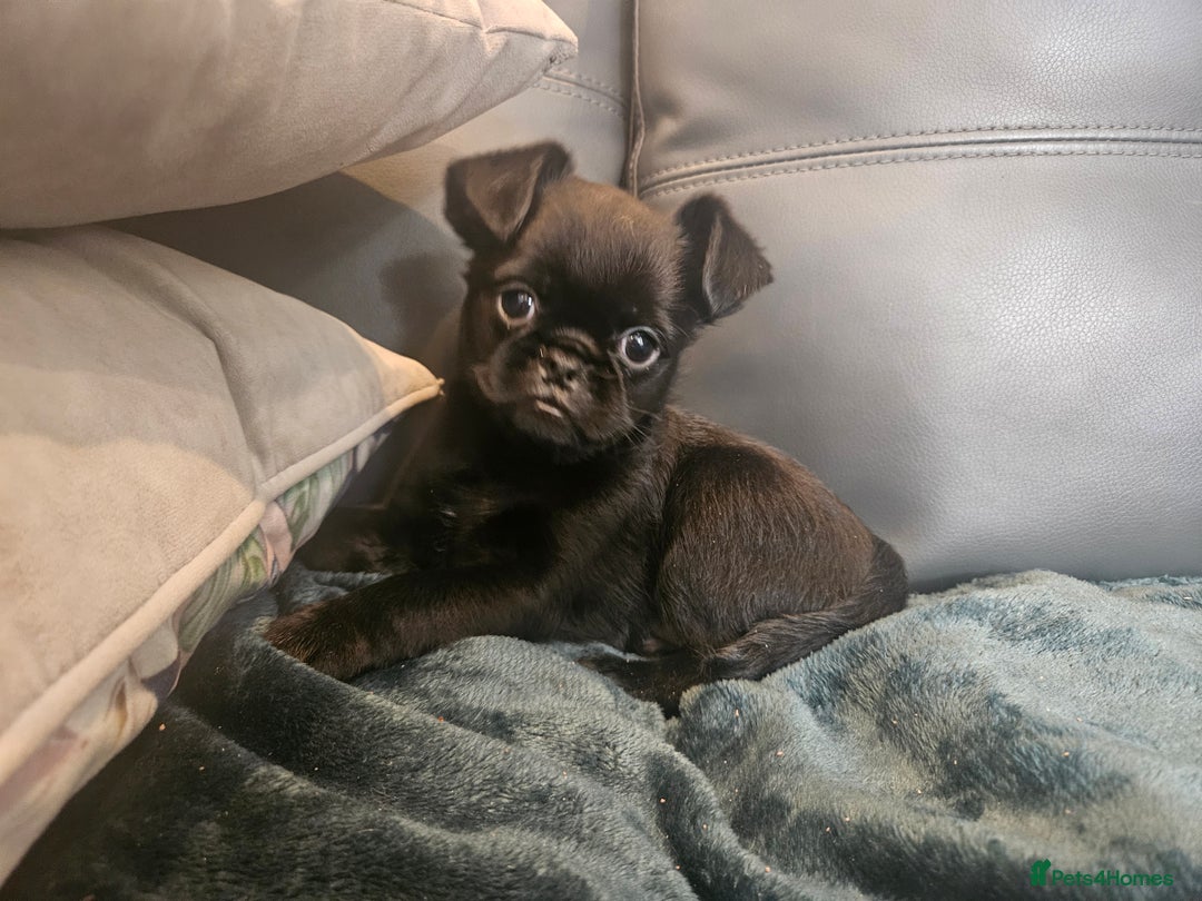 Griffon Bruxellois dogs for sale: Griffin's galore  in Waltham Cross - Image 1