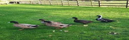 Ducks poultry for sale: 5 ducks for sale khaki campbell & cayuga  in Stoke-on-Trent - Advert 1