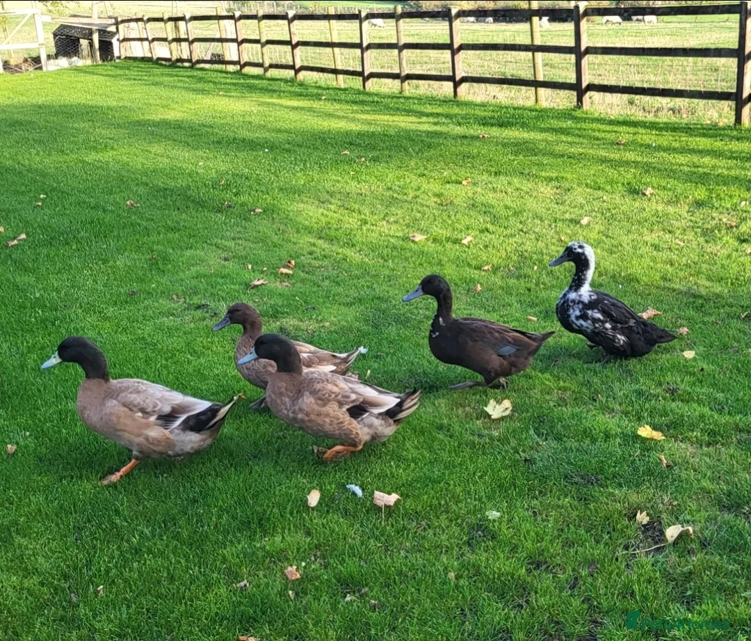 Ducks poultry for sale: 5 ducks for sale khaki campbell & cayuga  in Stoke-on-Trent - Advert 1