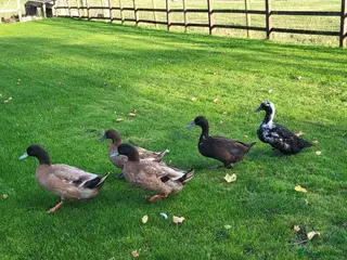 Ducks poultry 5 ducks for sale khaki campbell & cayuga - Advert 3