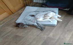 Italian Spinone dogs for sale: Gorgeous Italian Spinones - Image 3