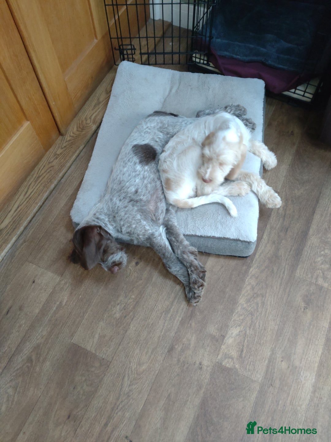 Italian Spinone dogs for sale: Gorgeous Italian Spinones - Image 3