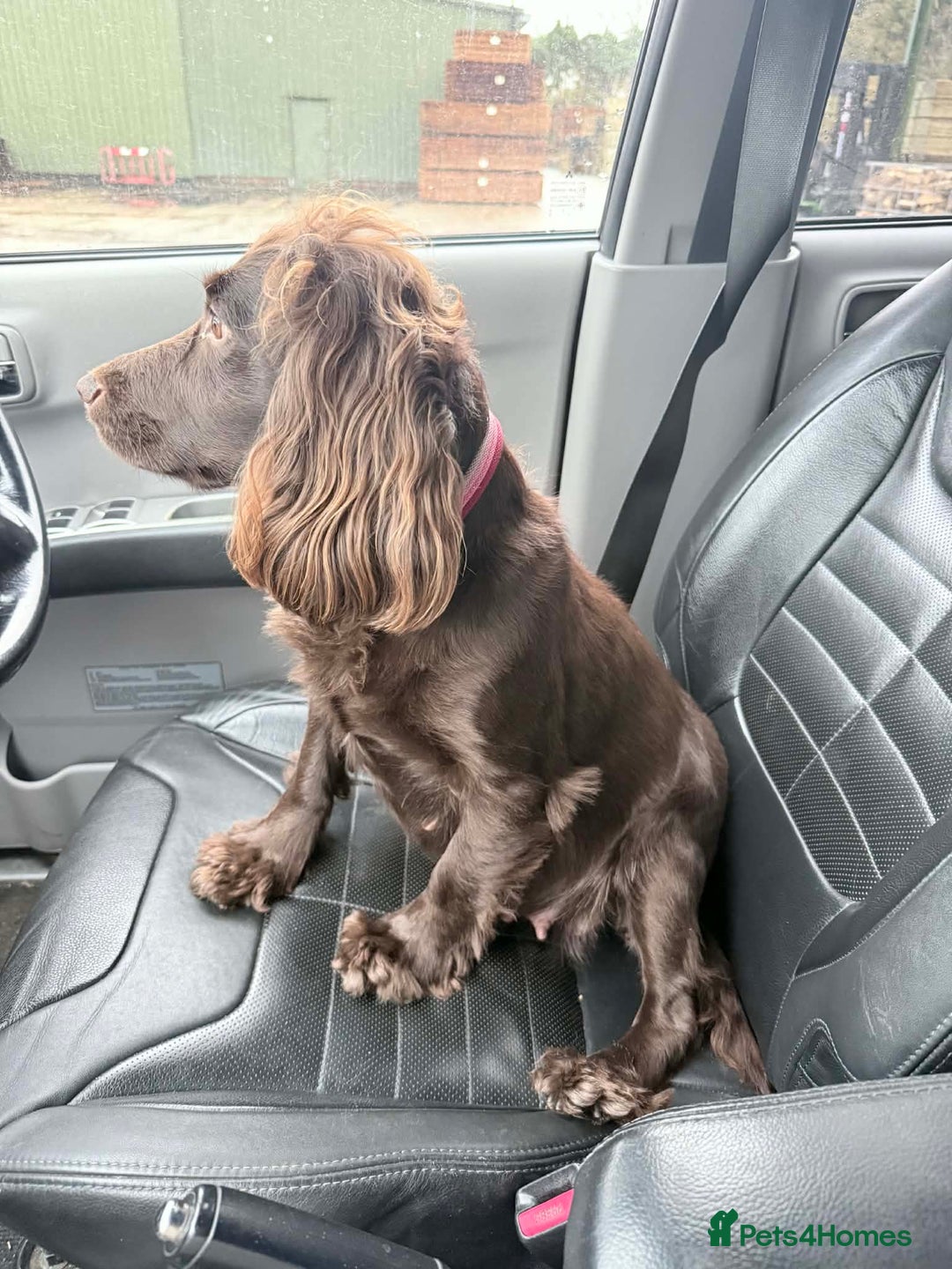 Sprocker dogs for sale: 4 LEFT Sprocker Spaniel Puppies EXCELLENT Breeding - Advert 4