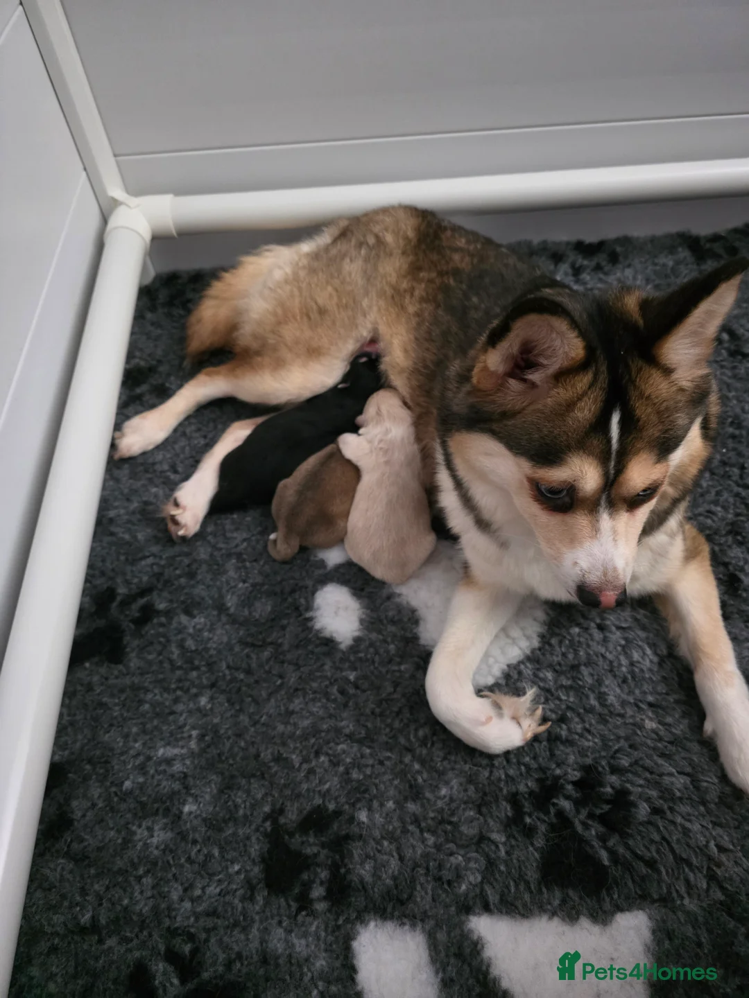 Pomsky dogs for sale: Gorgeous Heavenly Pomskies  - Advert 2