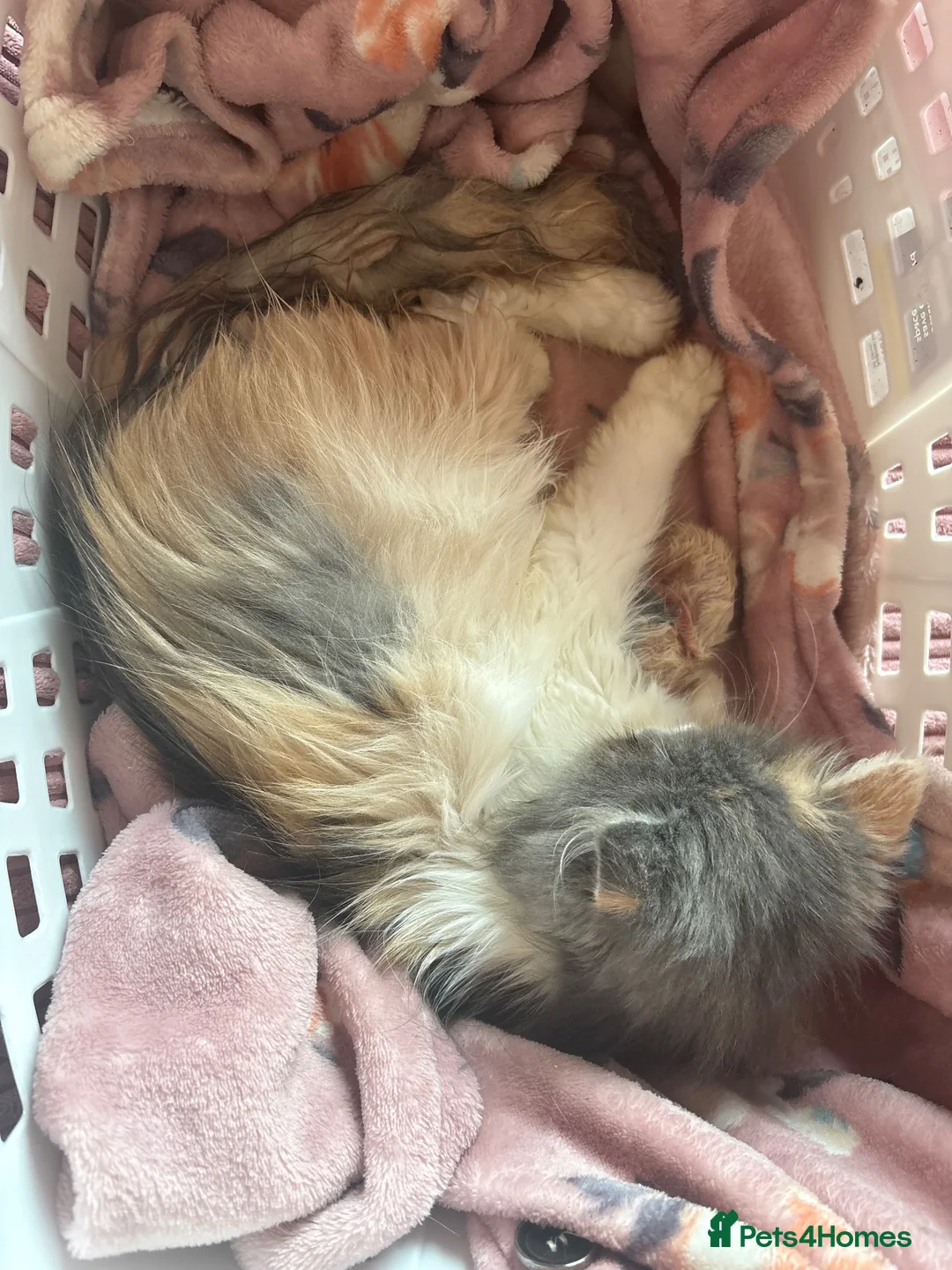 Persian cats for sale: Persian kittens  - Advert 2