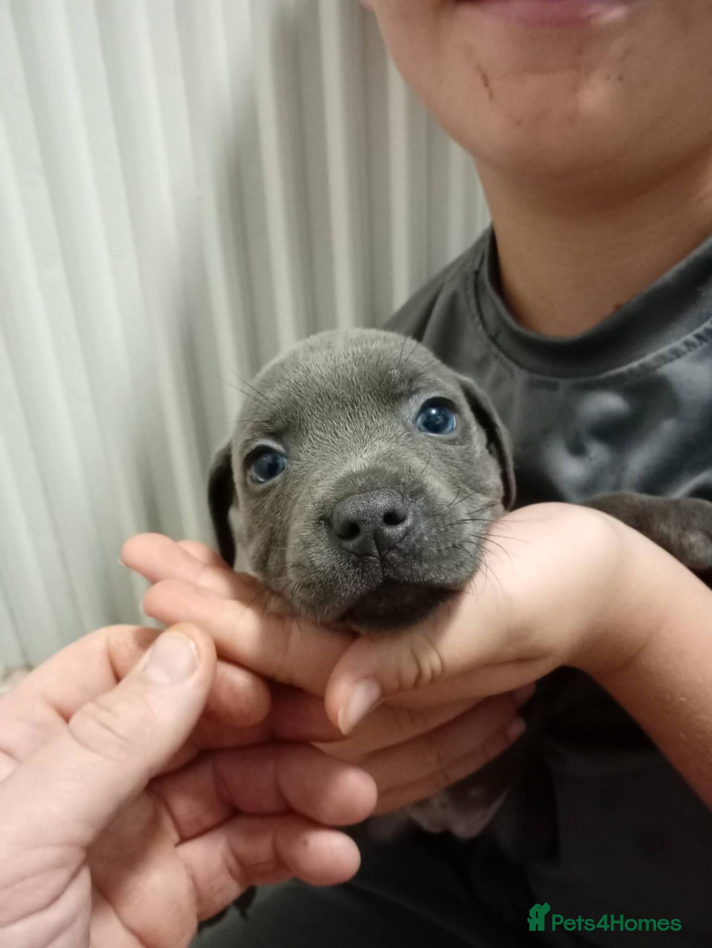 Staffordshire Bull Terrier dogs Beautiful Blue Staffordshire Bull Terriers  - Advert 2