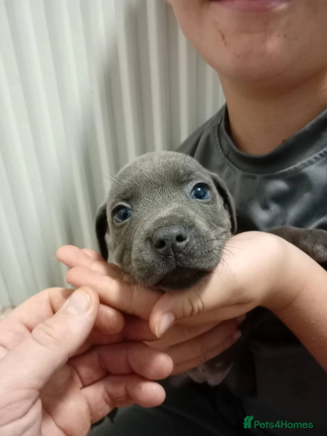 Staffordshire Bull Terrier dogs for sale: Beautiful Blue Staffordshire Bull Terriers  in Ledbury - Advert 1