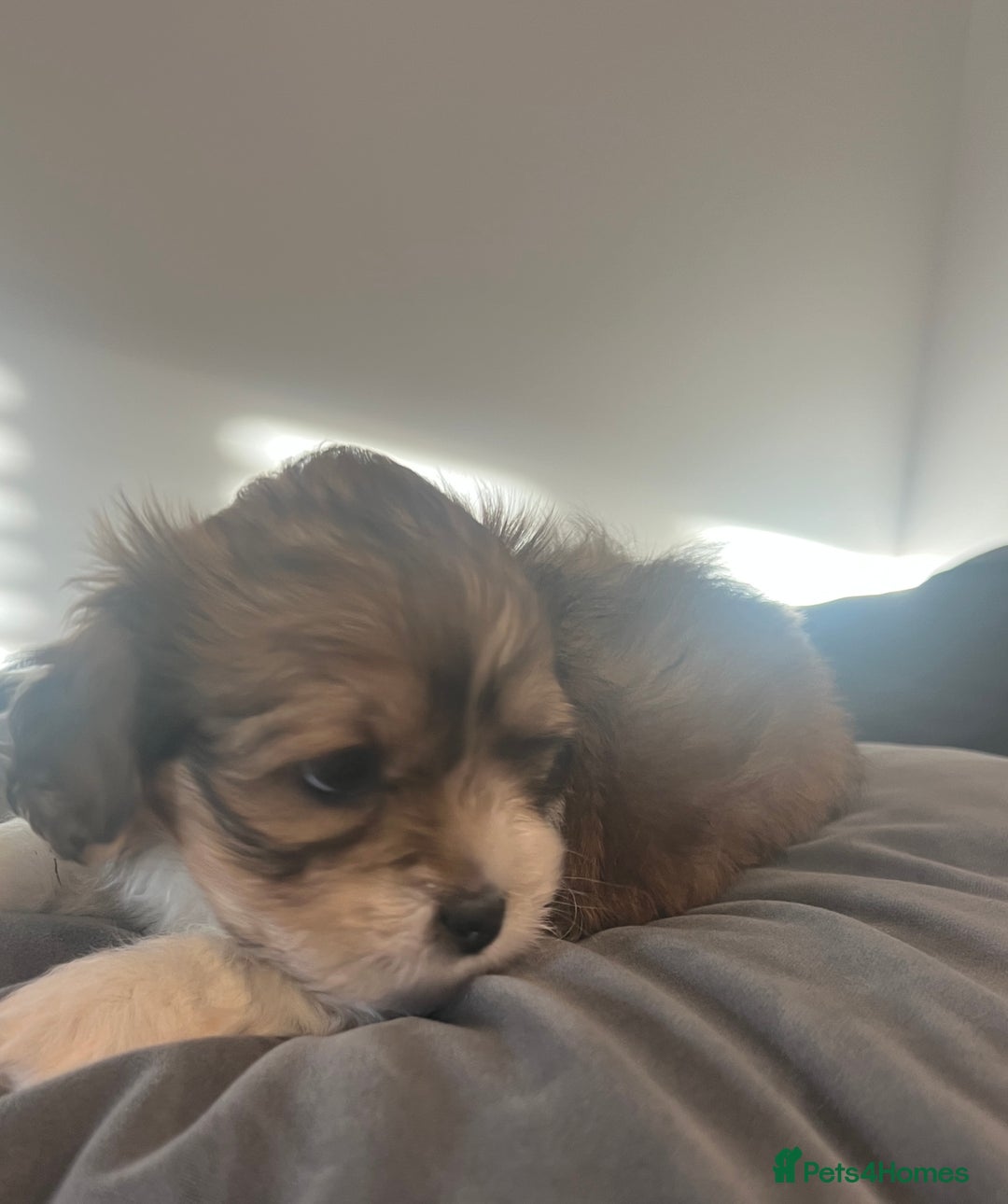 Mixed Breed dogs for sale: Beautiful Lhasa Apso X Bichon Frise puppies. - Image 5