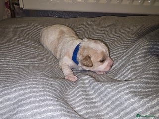 Mixed Breed dogs for sale: Beautiful shichon cross cavachon - Advert 1