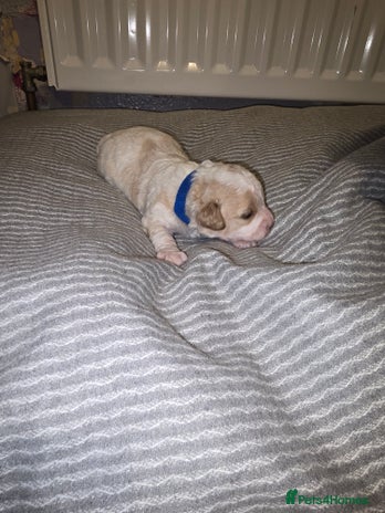 Mixed Breed dogs Beautiful shichon cross cavachon - Advert 1