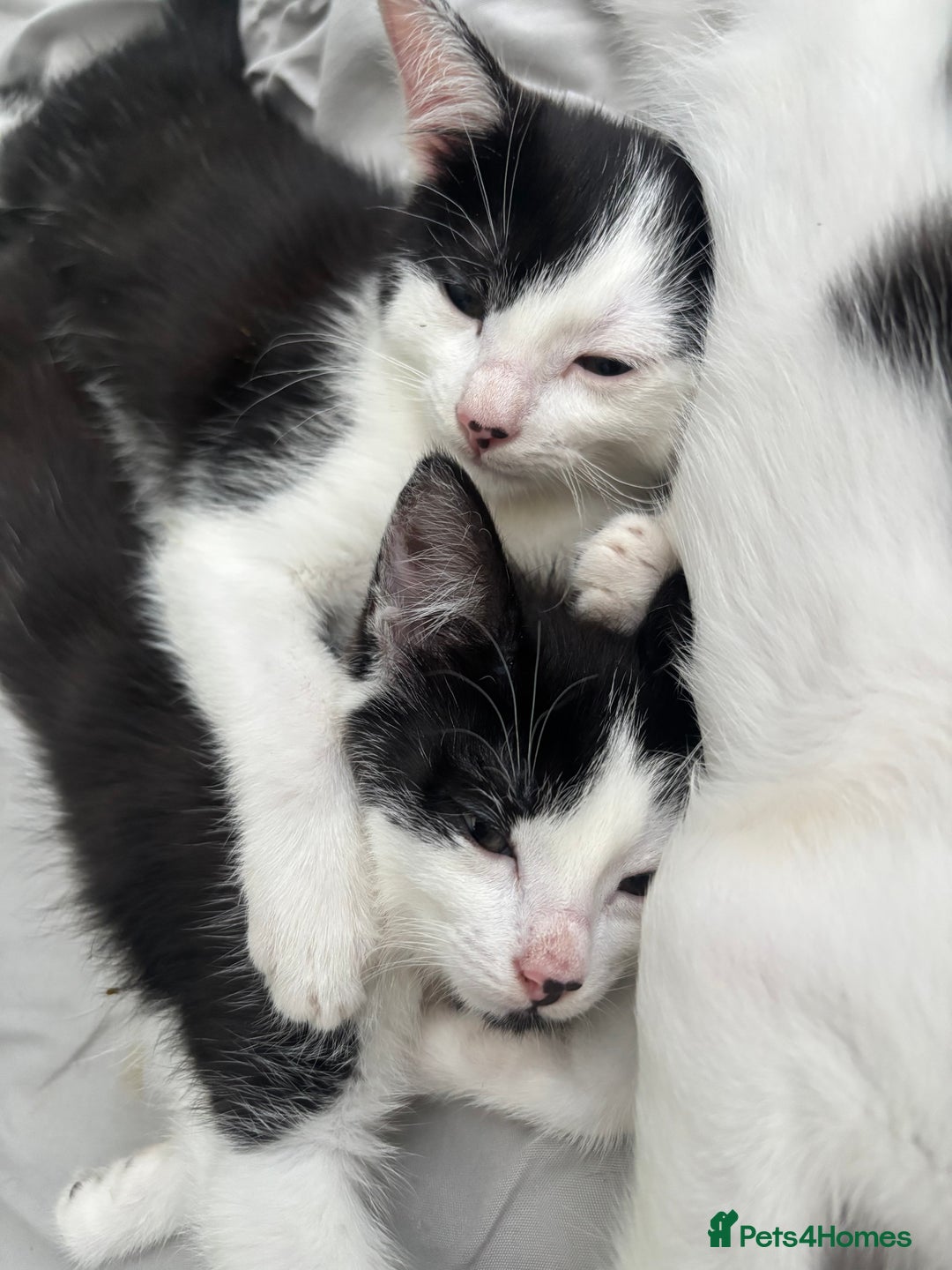 Mixed Breed cats for sale: Beautiful female kittens - Advert 3