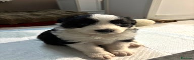 Border Collie Puppy 1