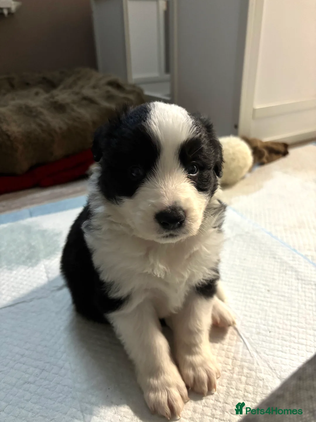 Border Collie dogs for sale: 4 border collie puppies - Advert 7