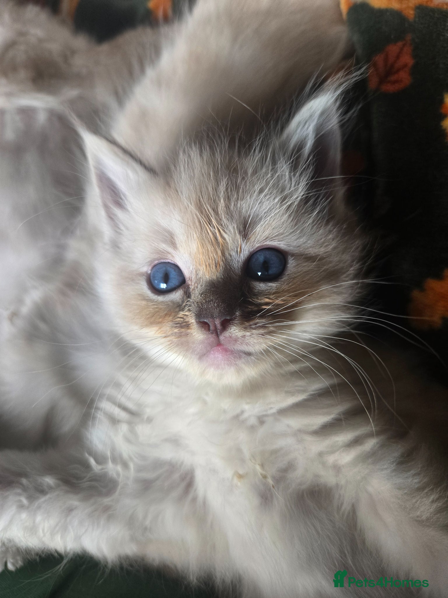 Ragdoll cats 3 Lynx Ragdoll Kittens left - Advert 11