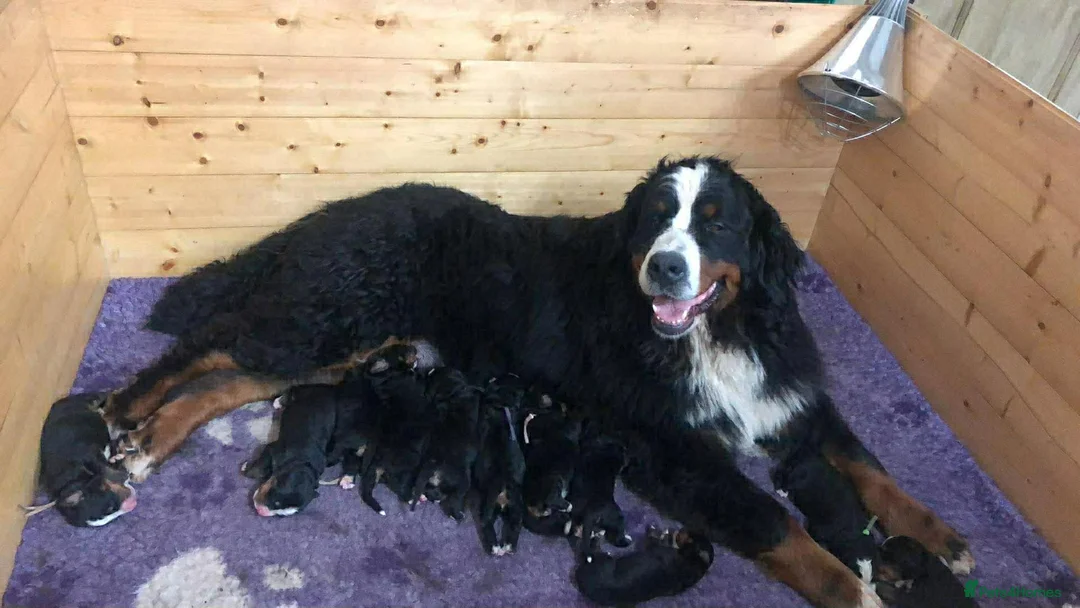 Bernese Mountain Dog dogs for sale: Quality Bernese Mountain Dog Puppies  - Advert 2