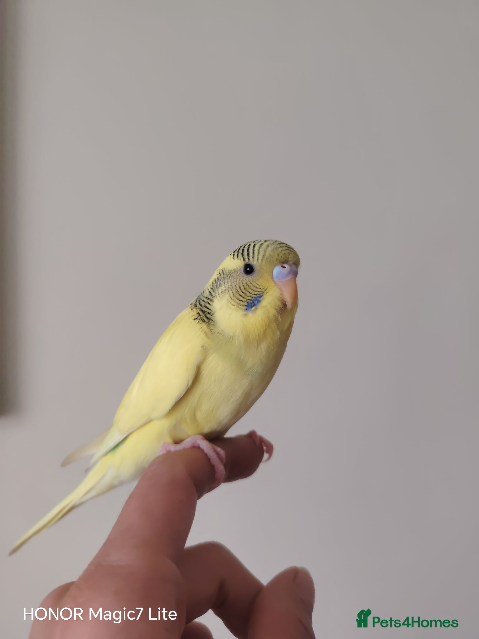 Budgerigars birds Beautiful Baby Budgies  - Advert 18
