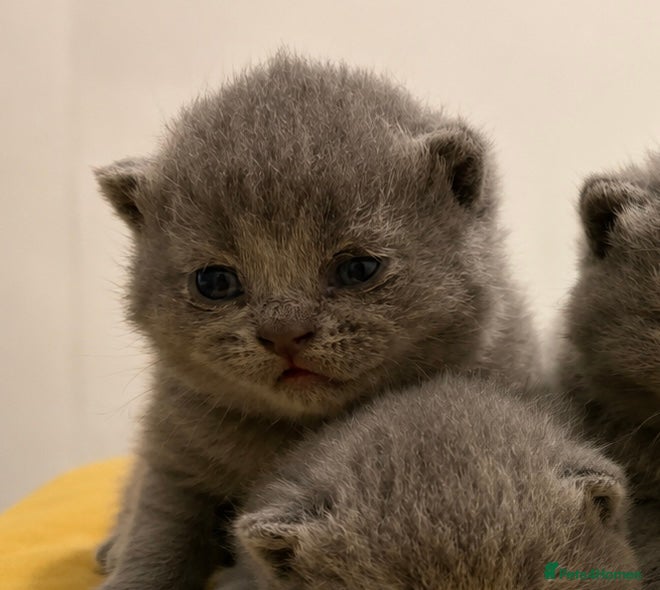 British Shorthair cats British shorthair kittens💛 - Advert 2