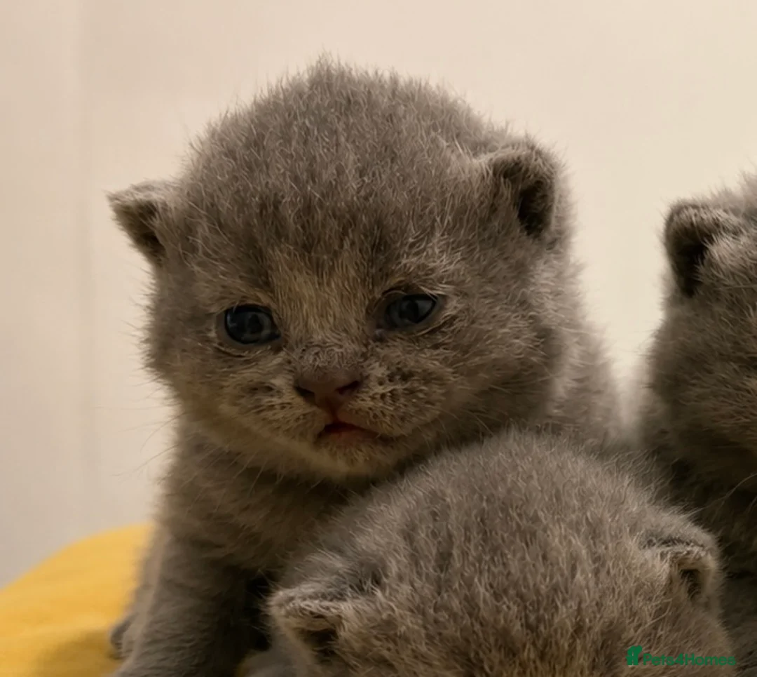 British Shorthair cats for sale: British shorthair kittens💛 - Advert 2