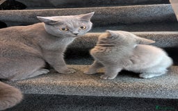 British Shorthair cats for sale: Purebred champion British shorthair boy for sale - Image 5