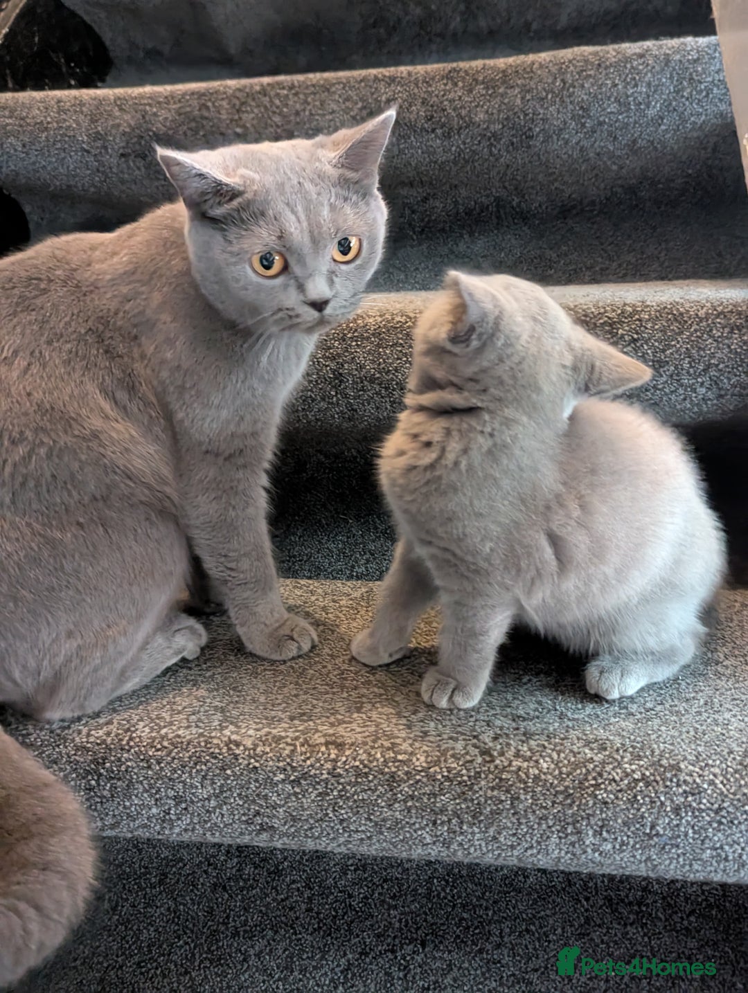 British Shorthair cats for sale: Purebred champion British shorthair boy for sale - Image 5