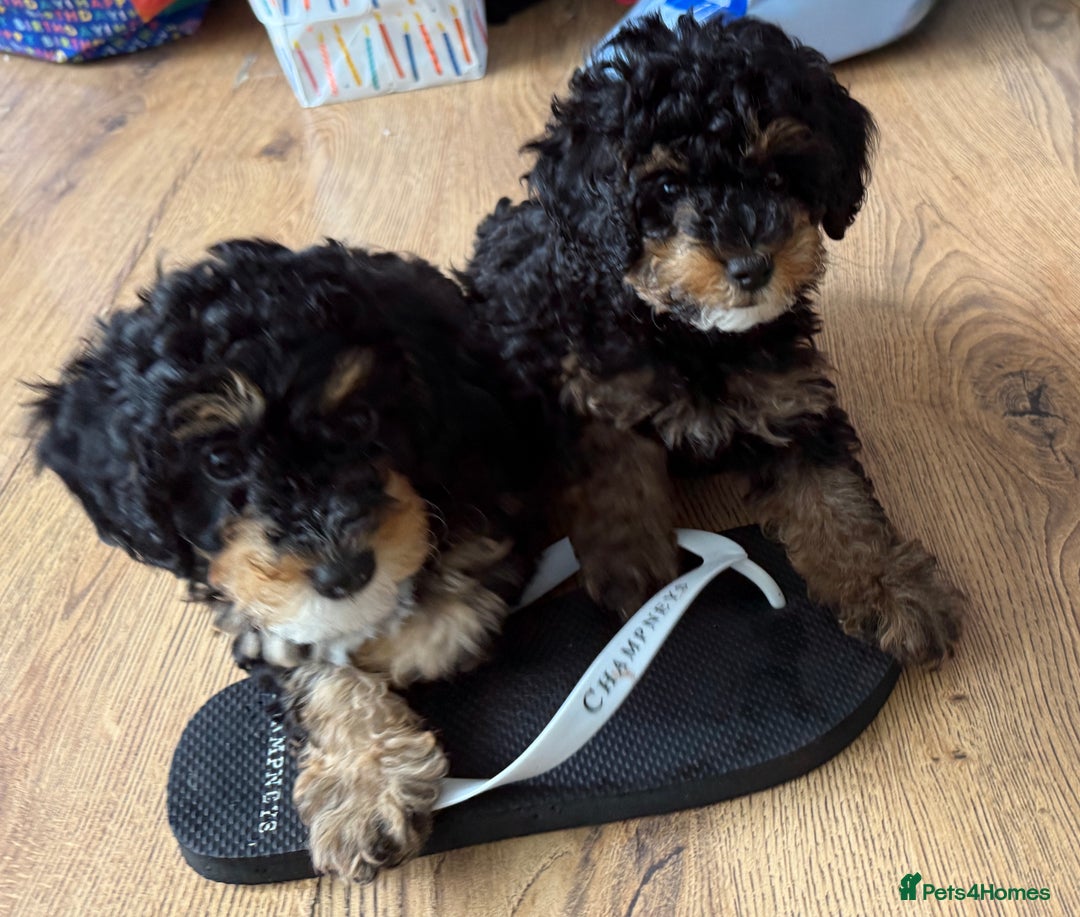 Cavapoo dogs for sale: Miniature cavapoos  - Image 19