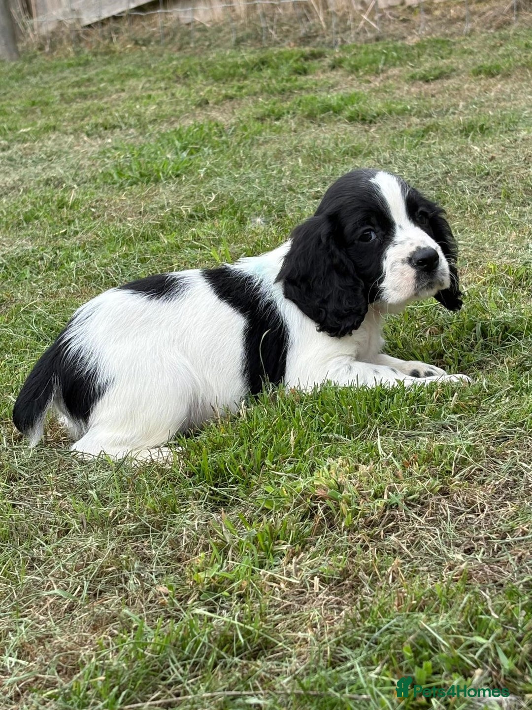 Cocker Spaniel dogs for sale: Wonderful Working Cocker Spaniel Puppies. 3 Boys - Image 4
