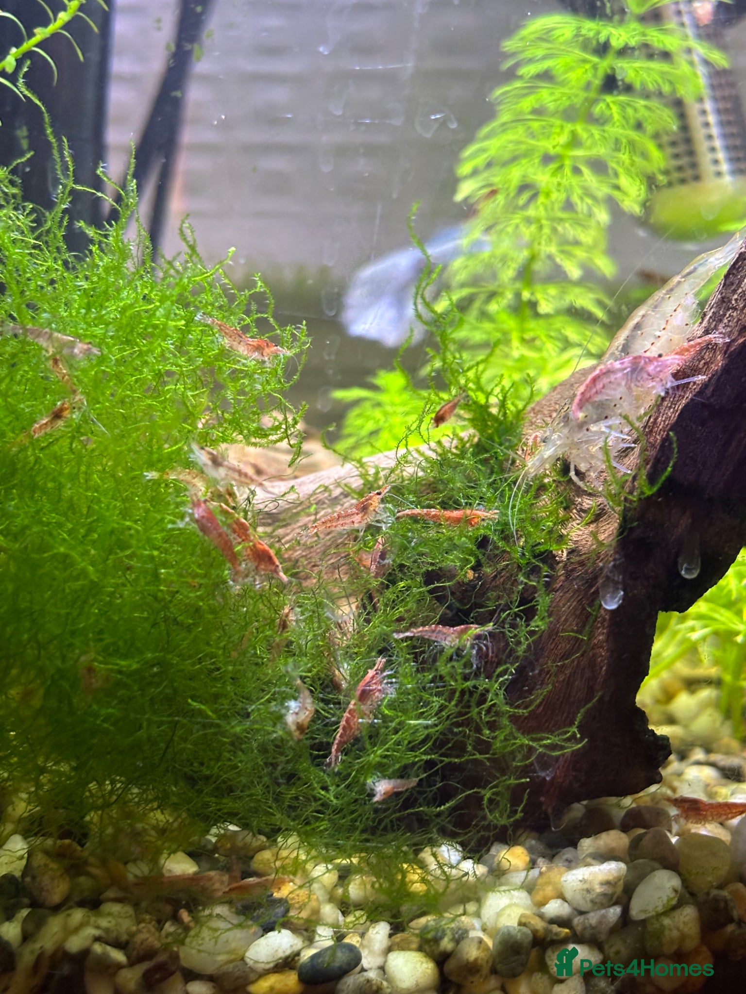 Shrimps fish Cherry Shrimp for sale  - Advert 11