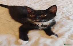 Domestic Shorthair cats for sale: 4 Playful Tuxedo Shorthair Black and White Kittens - Image 4