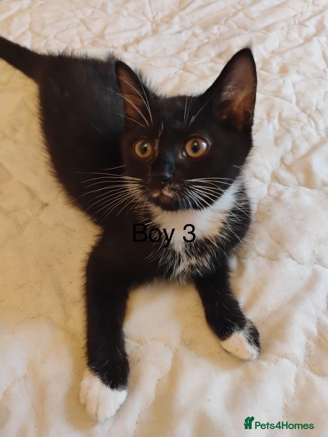 Domestic Shorthair cats for sale: 4 Playful Tuxedo Shorthair Black and White Kittens - Image 4