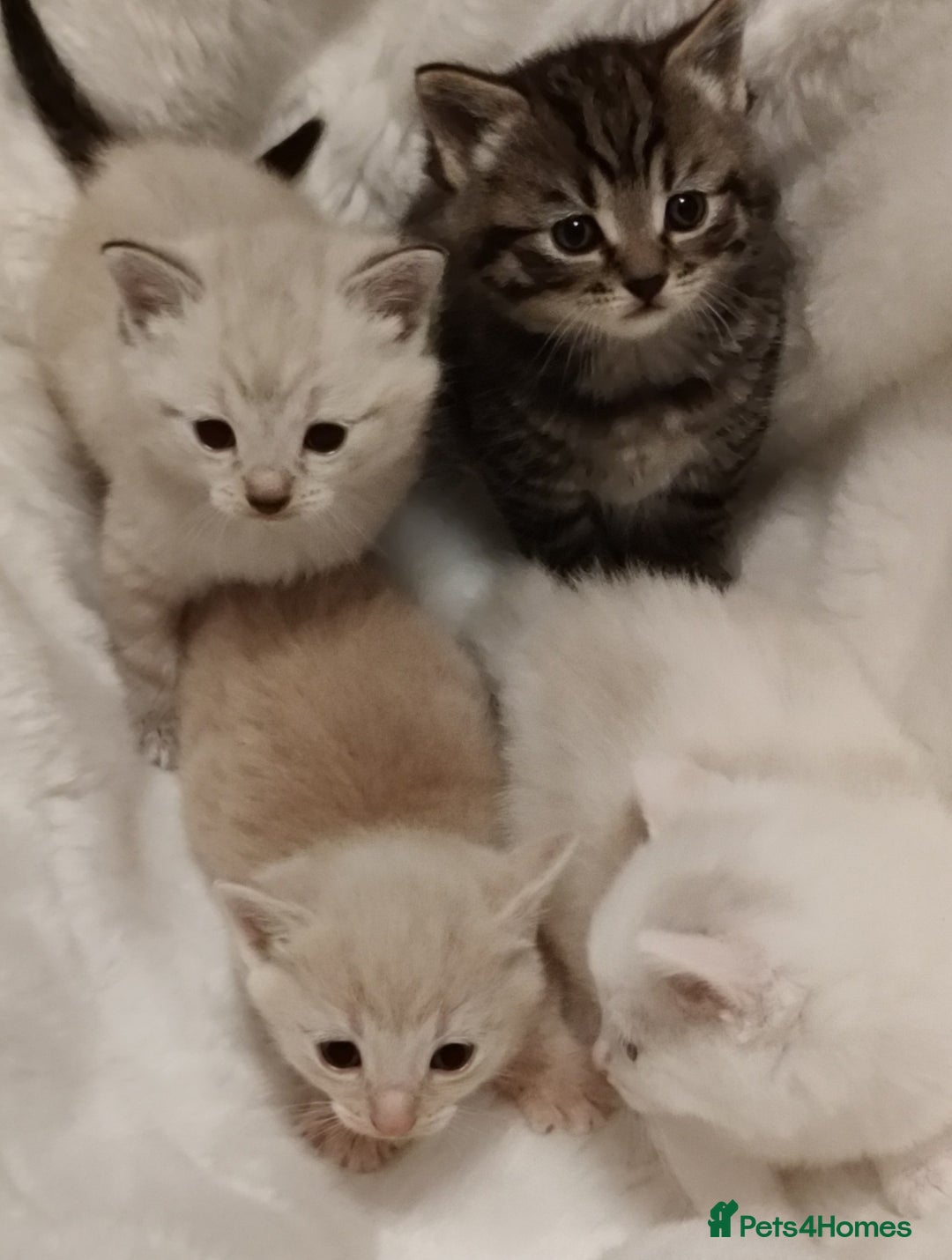 Russian Blue cats for sale: Gorgeous Russian Blue kittens 4 weeks  - Advert 3