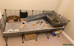 Guinea Pig rodents for sale: Female Guinea pigs for sale - Image 4