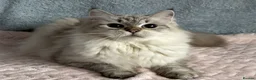 Ragdoll cats for sale: Beautiful TICA Registered Ragdoll Kittens - Advert 34