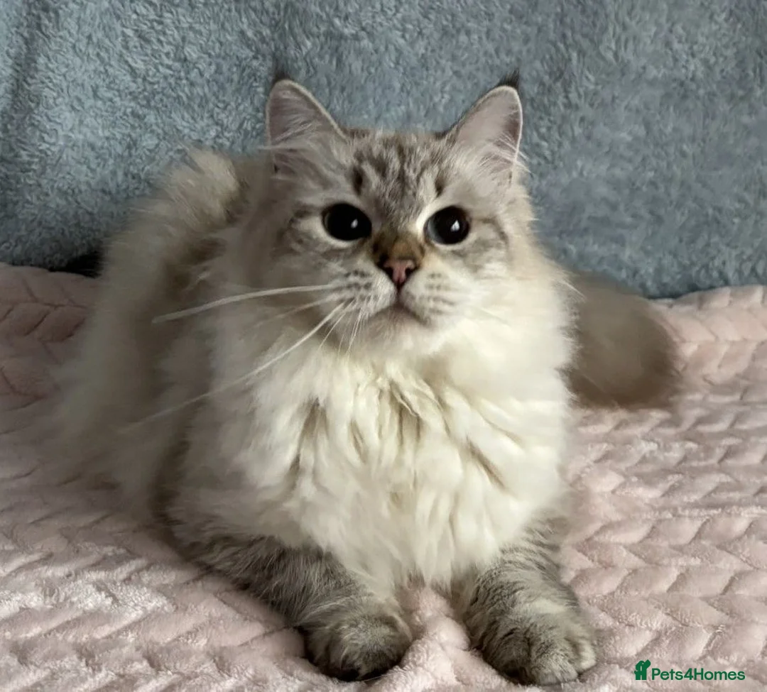 Ragdoll cats for sale: Beautiful TICA Registered Ragdoll Kittens - Advert 34