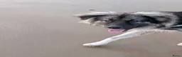 Mixed Breed dogs for adoption: Meet Galaxy, currently residing in Scotland  in Elgin - Advert 7