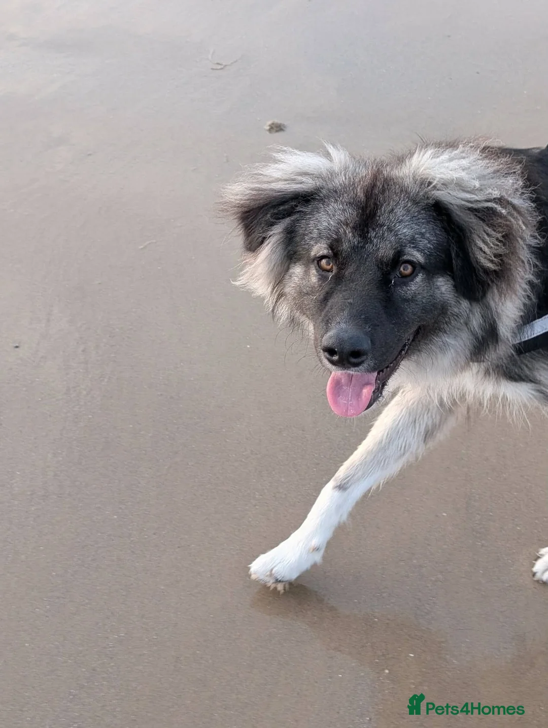 Mixed Breed dogs for adoption: Meet Galaxy, currently residing in Scotland  in Elgin - Advert 7