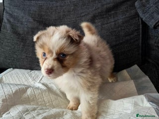 Australian Shepherd dogs Champion kc registerd pups - Advert 3