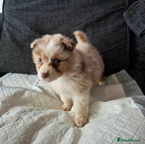 Australian Shepherd dogs Champion kc registerd pups - Advert 7