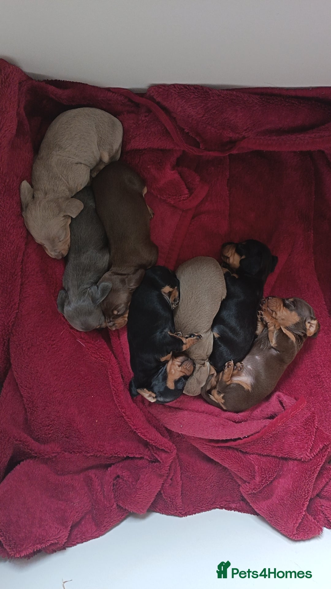 Dachshund dogs Miniature Dachshund Puppies - Advert 14