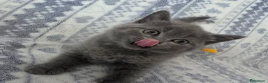 British Shorthair Kitten 3