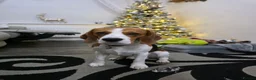 Beagle dogs for stud: Tri-Colour Beagle Available for Stud - Norwich - Advert 14