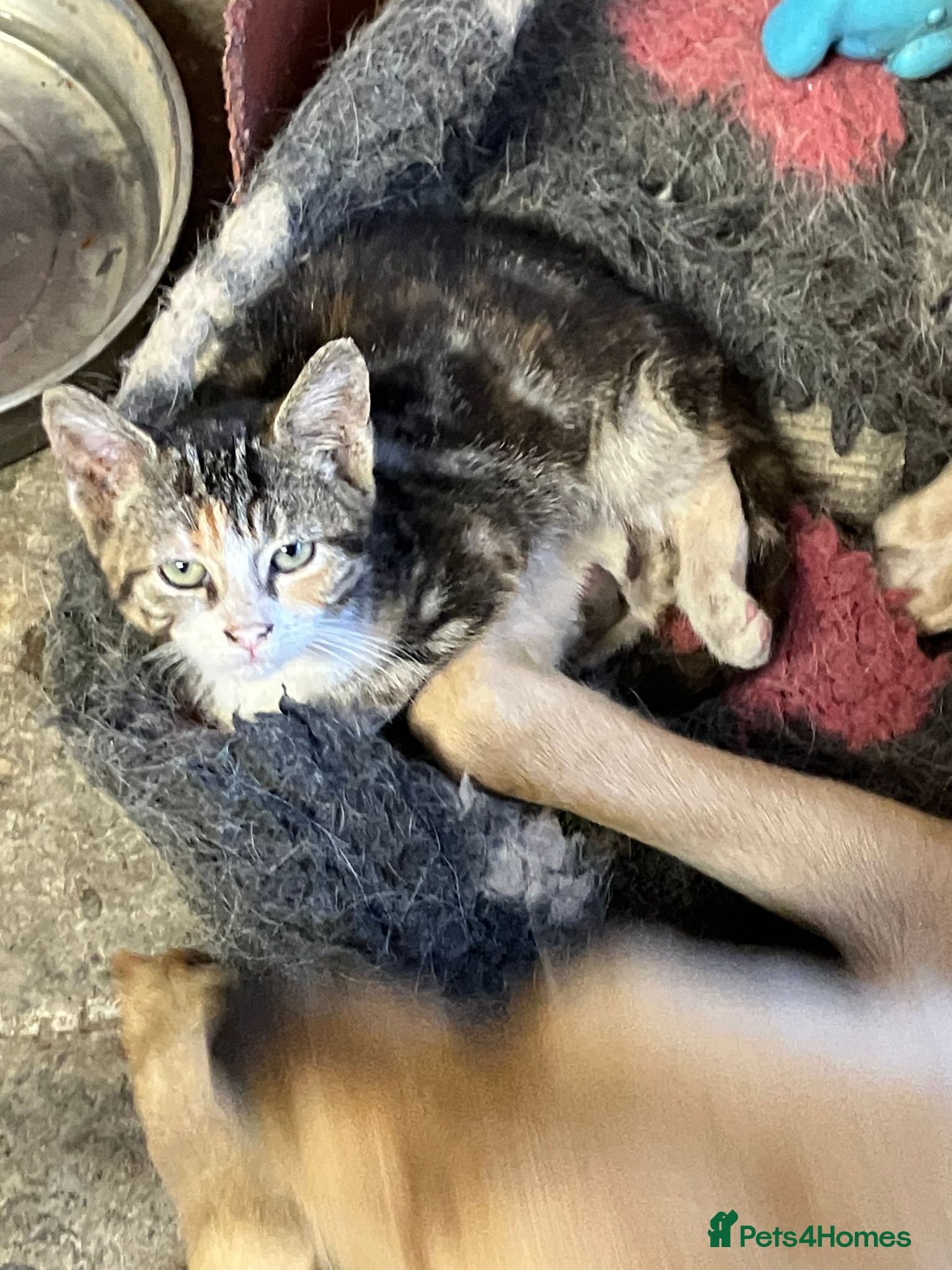 Mixed Breed cats From £60. 1 kitten left for a special home - Advert 2
